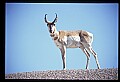 10002-00004-Antelope-Pronghorn, Badlands, National Park.jpg