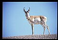 10002-00005-Antelope-Pronghorn, Badlands, National Park.jpg
