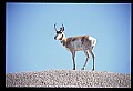 10002-00006-Antelope-Pronghorn, Badlands, National Park.jpg