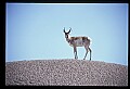 10002-00007-Antelope-Pronghorn, Badlands, National Park.jpg