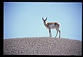10002-00008-Antelope-Pronghorn, Badlands, National Park.jpg
