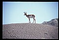 10002-00009-Antelope-Pronghorn, Badlands, National Park.jpg