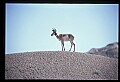 10002-00010-Antelope-Pronghorn, Badlands, National Park.jpg