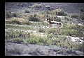 10002-00015-Antelope-Pronghorn, Badlands, National Park.jpg