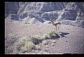 10002-00016-Antelope-Pronghorn, Badlands, National Park.jpg