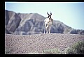 10002-00017-Antelope-Pronghorn, Badlands, National Park.jpg