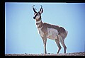 10002-00018-Antelope-Pronghorn, Badlands, National Park.jpg