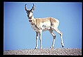 10002-00019-Antelope-Pronghorn, Badlands, National Park.jpg