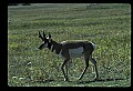 10002-00020-Antelope-Pronghorn, Badlands, National Park.jpg