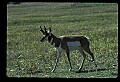 10002-00021-Antelope-Pronghorn, Badlands, National Park.jpg