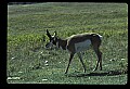 10002-00022-Antelope-Pronghorn, Badlands, National Park.jpg