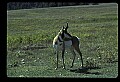 10002-00023-Antelope-Pronghorn, Badlands, National Park.jpg
