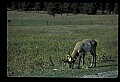 10002-00024-Antelope-Pronghorn, Badlands, National Park.jpg
