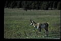 10002-00025-Antelope-Pronghorn, Badlands, National Park.jpg