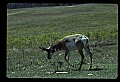 10002-00026-Antelope-Pronghorn, Badlands, National Park.jpg
