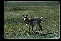10002-00027-Antelope-Pronghorn, Badlands, National Park.jpg