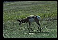 10002-00028-Antelope-Pronghorn, Badlands, National Park.jpg