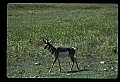 10002-00030-Antelope-Pronghorn, Badlands, National Park.jpg