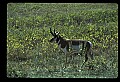 10002-00031-Antelope-Pronghorn, Badlands, National Park.jpg