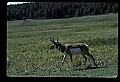 10002-00032-Antelope-Pronghorn, Badlands, National Park.jpg