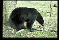 01020-00041-Black Bear.jpg