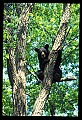 10010-00017-Black Bear.jpg