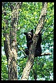 10010-00019-Black Bear.jpg