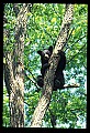 10010-00020-Black Bear.jpg