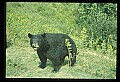 10010-00021-Black Bear.jpg