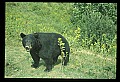 10010-00022-Black Bear.jpg