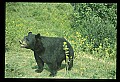 10010-00023-Black Bear.jpg