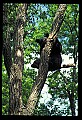 10010-00036-Black Bear.jpg