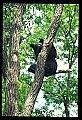 10010-00038-Black Bear.jpg