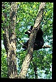 10010-00063-Black Bear.jpg