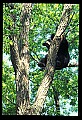 10010-00070-Black Bear.jpg