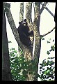 10010-00106-Black Bear.jpg