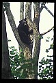 10010-00109-Black Bear.jpg