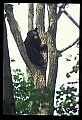 10010-00110-Black Bear.jpg