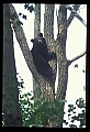 10010-00117-Black Bear.jpg