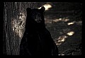 10010-00128-Black Bear.jpg