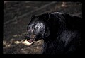 10010-00129-Black Bear.jpg