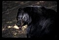 10010-00133-Black Bear.jpg