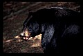 10010-00134-Black Bear.jpg