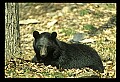 10010-00135-Black Bear.jpg