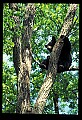 10010-00141-Black Bear.jpg