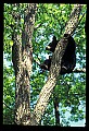 10010-00143-Black Bear.jpg