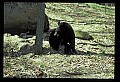 10010-00169-Black Bear.jpg