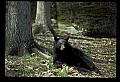 10010-00171-Black Bear.jpg