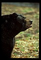 10010-00172-Black Bear.jpg