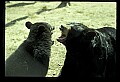 10010-00174-Black Bear.jpg